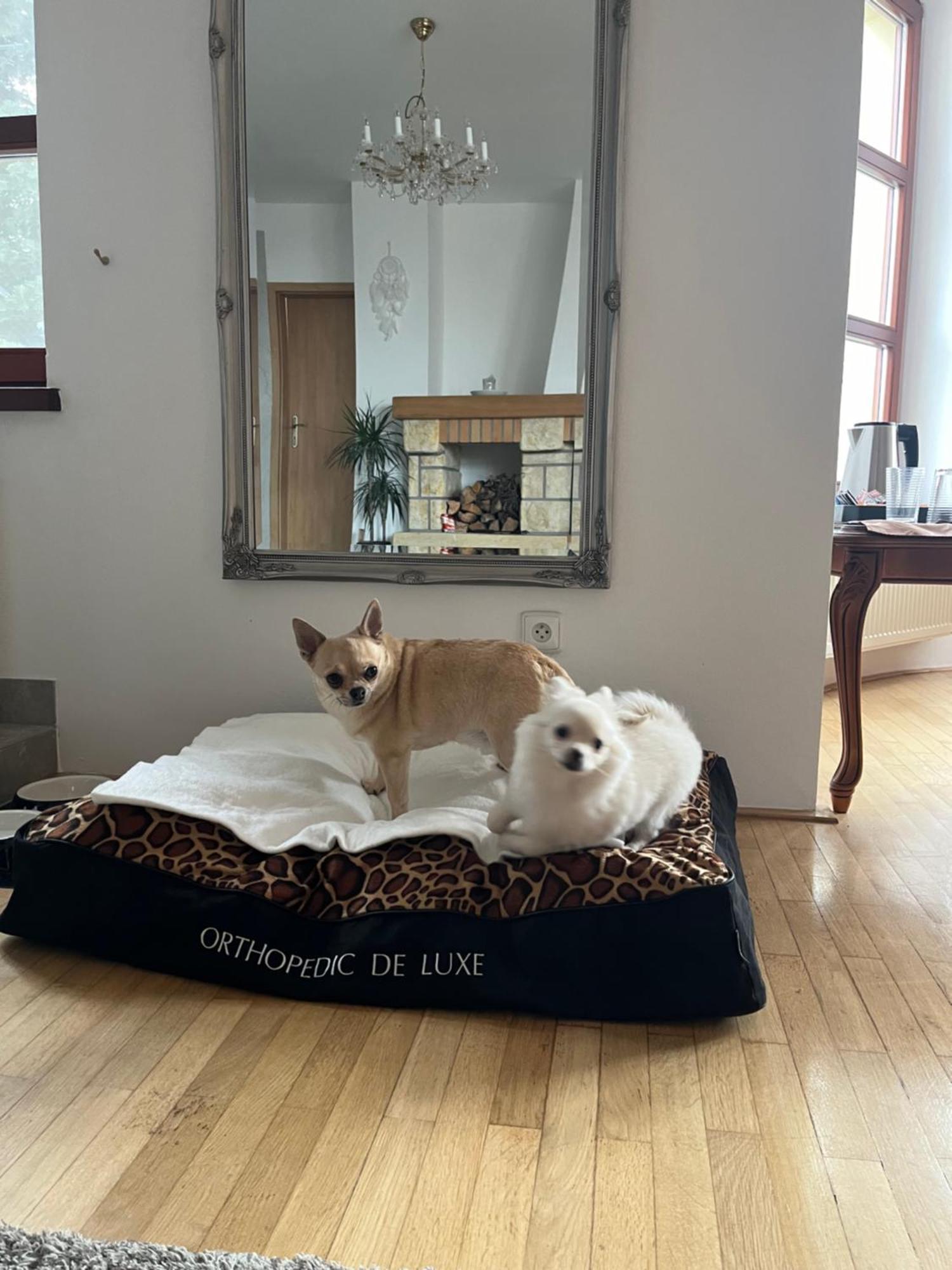 Dogs Resort And Spa Horni Bezdekov Exterior photo